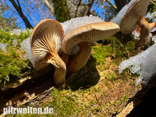 Harziger Sägeblättling, Neolentinus adhaerens