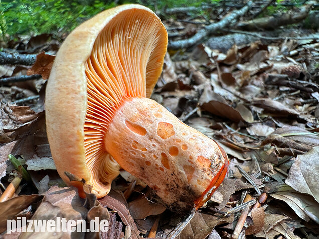 Lachsreizker, Lactarius salmonicolor