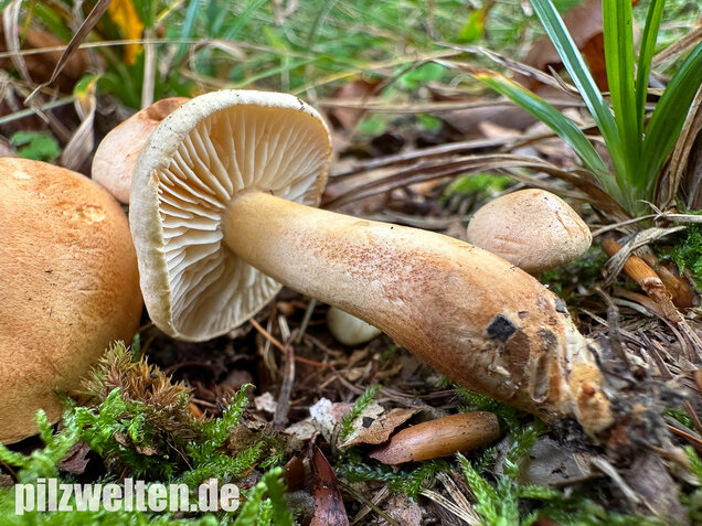 Lärchenritterling, Schwammiger Ritterling, Tricholoma psammopus