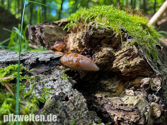 Laubholzharzporling, Ischnoderma resinosum