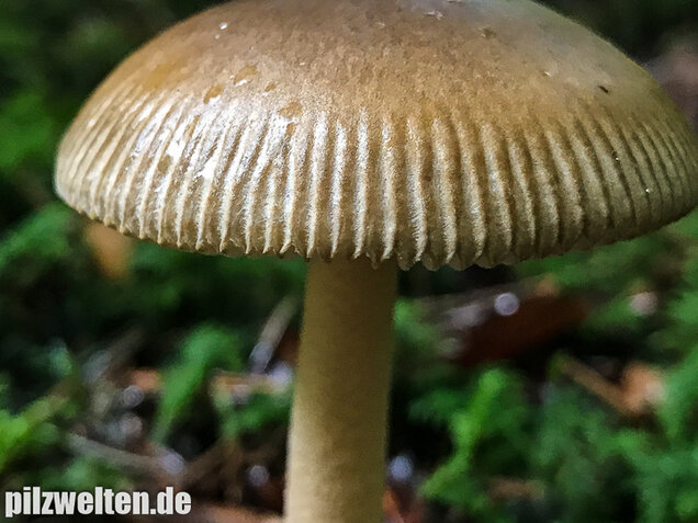 Olivgrauer Scheidenstreifling, Amanita olivaceogrisea