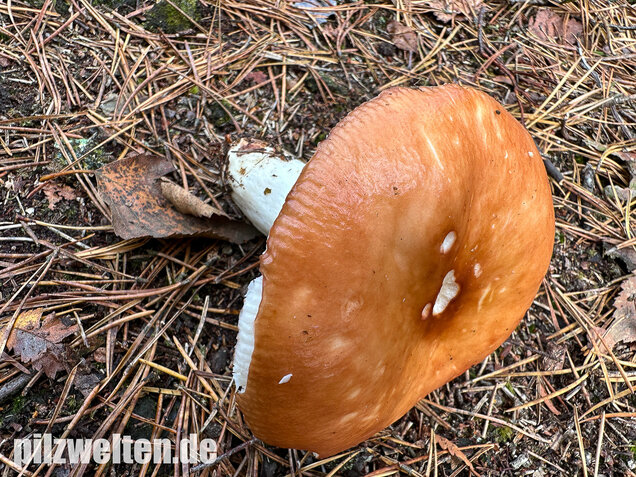 Orangeroter Graustieltäubling, Orangeroter Moor-Täubling, Russula decolorans