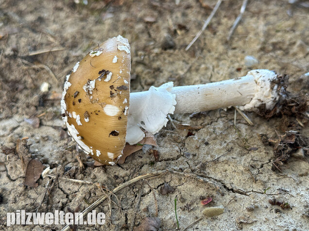 Pantherpilz, Pantherwulstling, Amanita pantherina