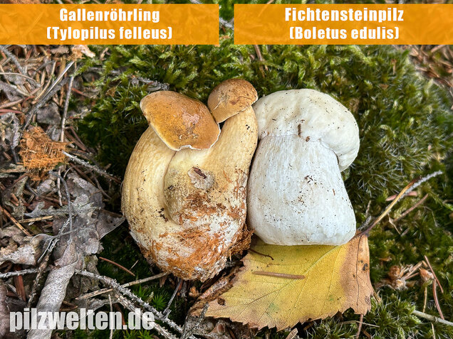 Gallenröhrling, Bitterling, Bitterpilz, Tylopilus felleus
