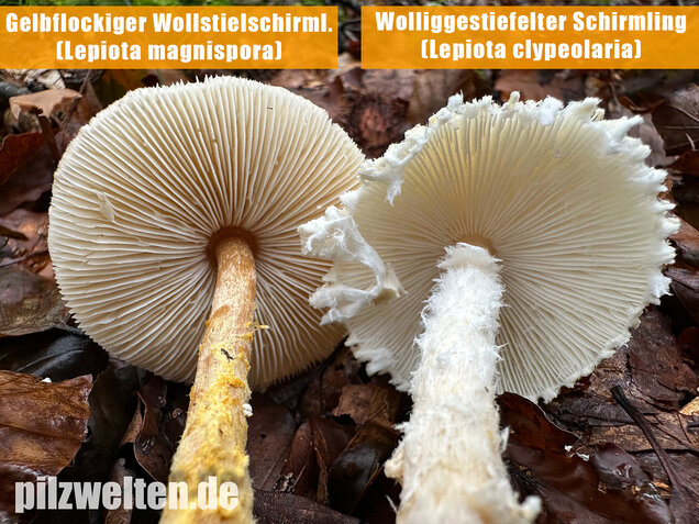Gelbflockiger Wollstielschirmling, Lepiota magnispora