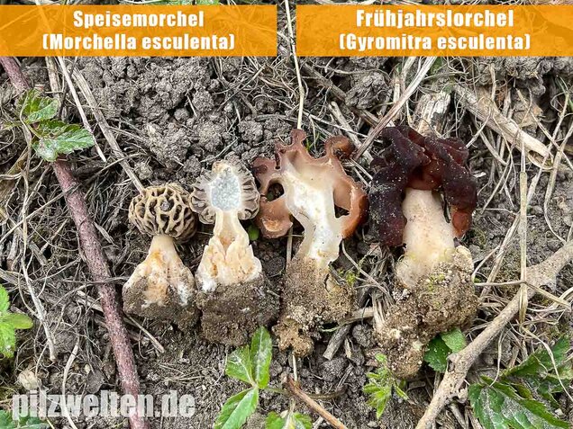 Frühjahrslorchel, Giftlorchel, Gyromitra esculenta