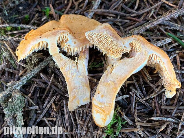 Rostgelber Semmelstoppelpilz, Hydnum rufescens