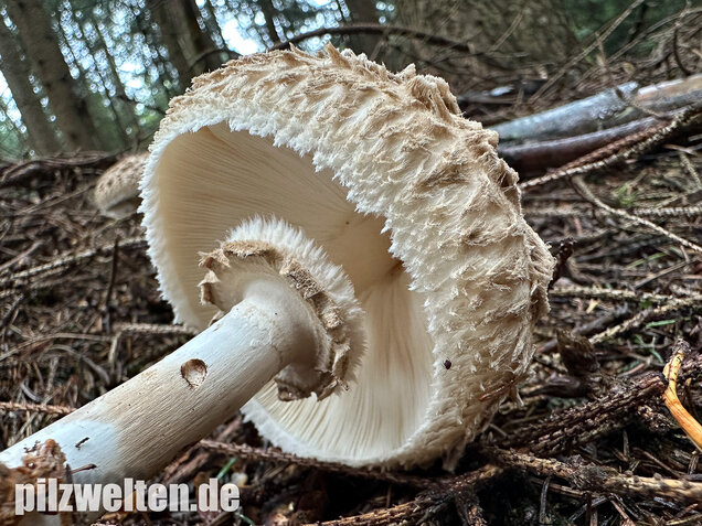 Olivbrauner Safranschirmling, Wald-Safranschirmling, Chlorophyllum olivieri