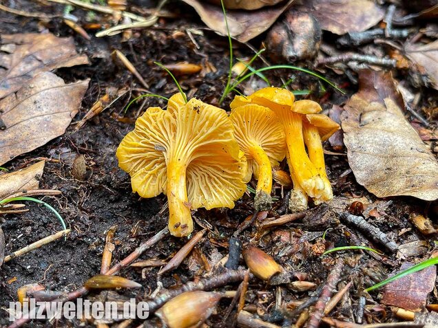 Samtiger Pfifferling, Cantharellus friesii
