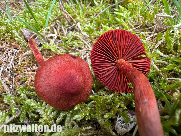 Blutroter Hautkopf, Bluthautkopf, Cortinarius sanguineus