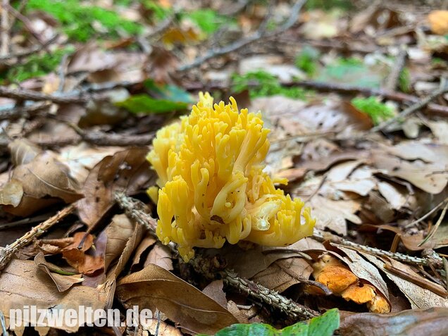 Schwefelgelbe Koralle, Ramaria flava