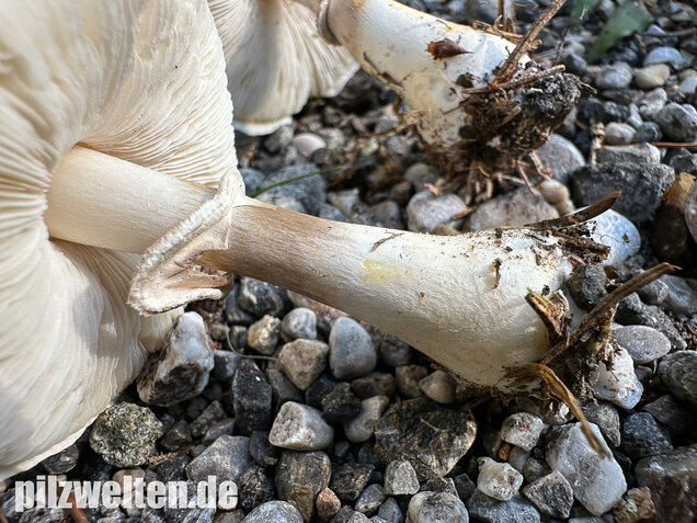 Seidiger Egerlingsschirmling, Leucoagaricus holosericeus