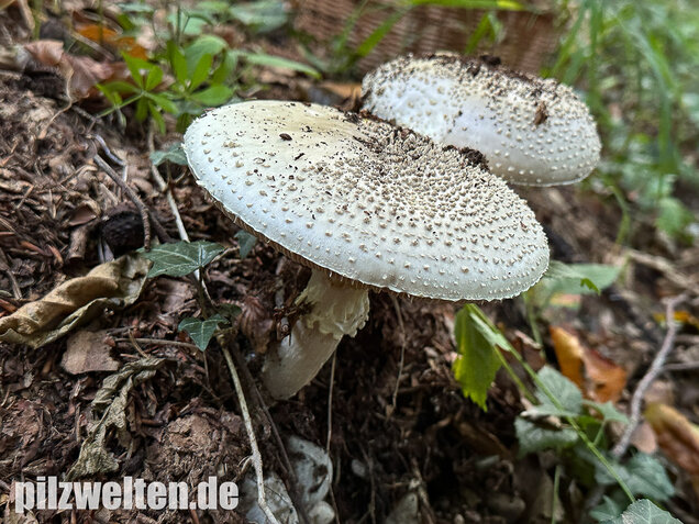 Spitzkegeliger Wulstling, Amanita echinocephala
