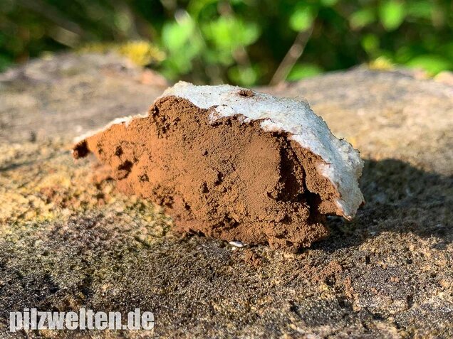 Stäublings-Schleimpilz, Enteridium lycoperdon