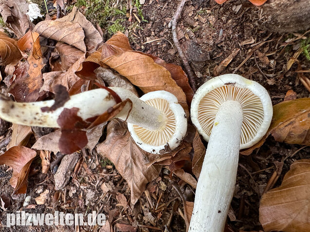 Gelbverfärbender Schneckling, Hygrophorus discoxanthus