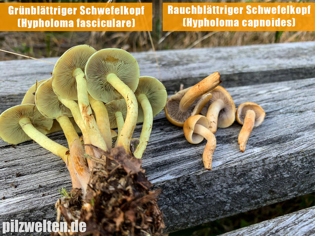 Rauchblättriger Schwefelkopf, Hypholoma capnoides