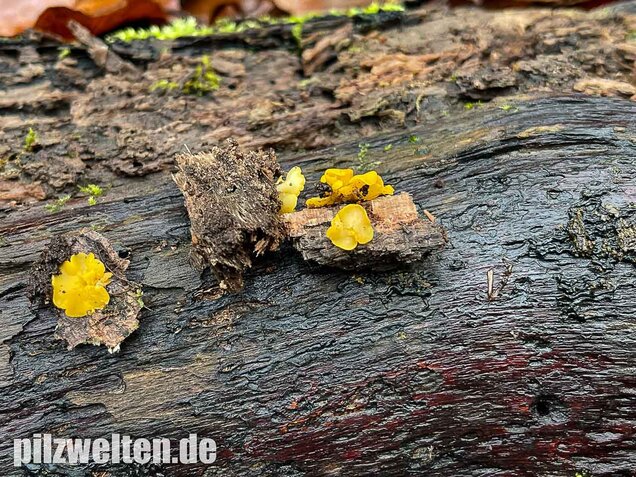 Weiden-Stängelbecherchen, Hymenoscyphus conscriptus