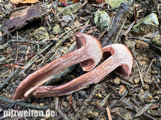 Weinroter Purpur-Schneckling, Hygrophorus capreolarius