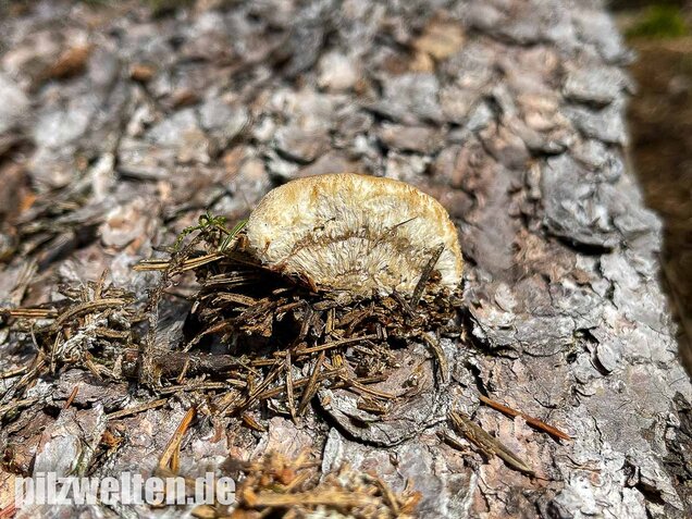 Weißer Polsterpilz, Postia ptychogaster