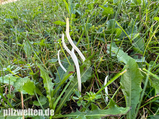 Wiesenkeule, Wurmförmige Keule, Clavaria fragilis