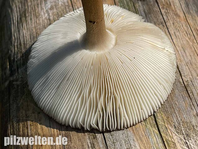 Zweifarbiger Scheidenstreifling, Amanita umbrinolutea