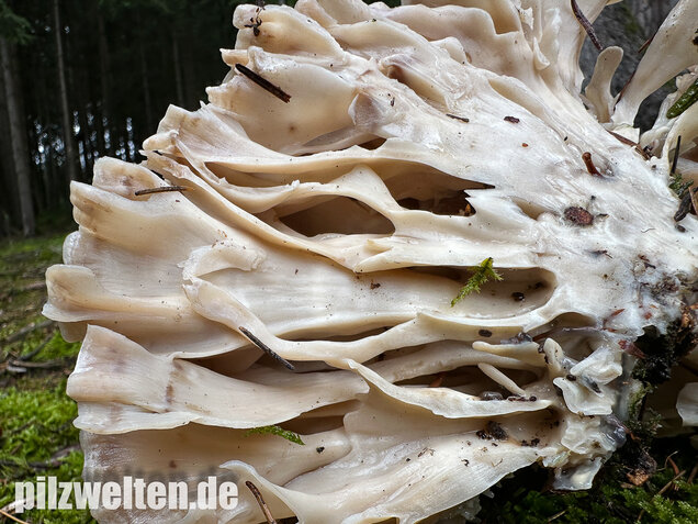Breitblättrige Glucke, Sparassis brevipes