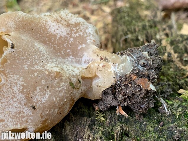 Buchenwaldbecherling, Peziza arvernensis