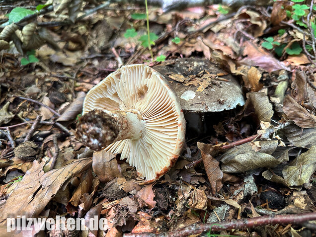 Dickblättriger Schwärztäubling, Russula nigricans