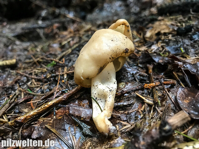 Elastische Lorchel, Helvella elastica