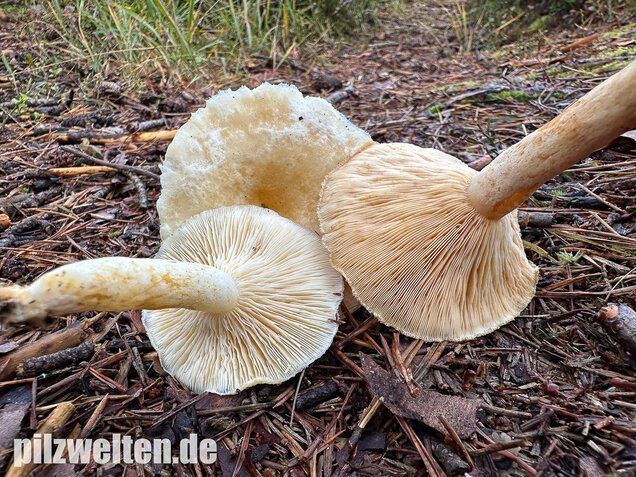 Flaumiger Moormilchling, Lactarius scoticus