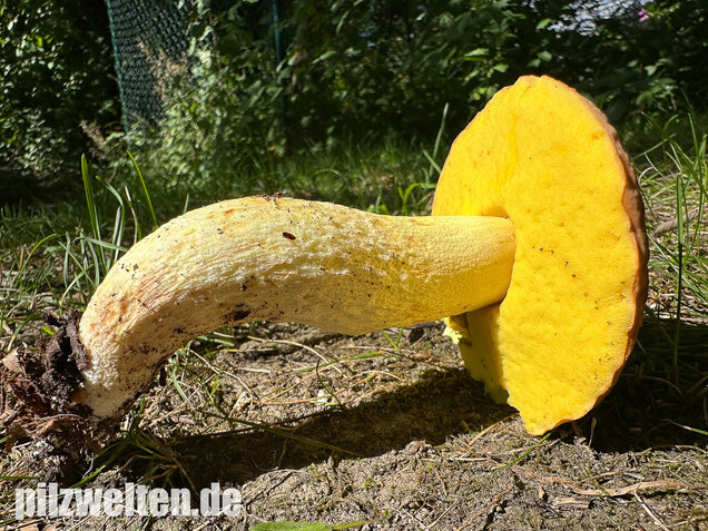 Gehämmerter Röhrling, Hemileccinum depilatum