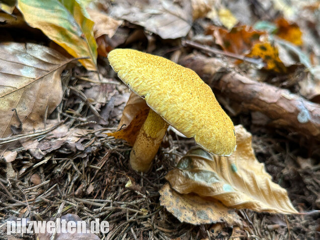 Gelber Hohlfußröhrling, Suillus cavipes var. aureus