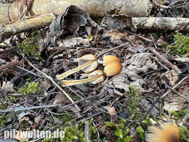Glimmertintling, Coprinellus micaceus