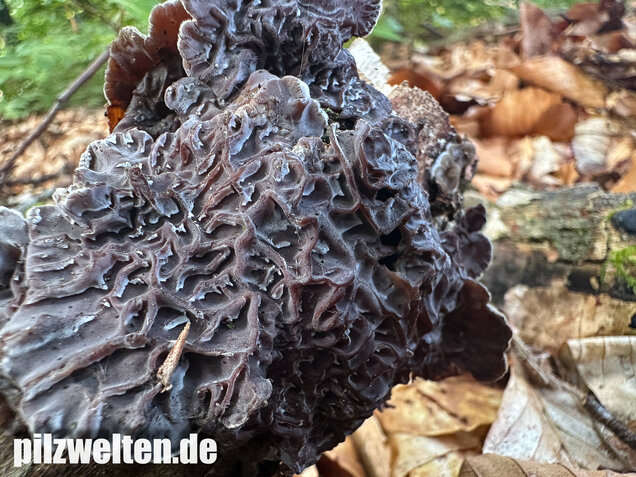 Gezonter Ohrlappenpilz,  Auricularia mesenterica