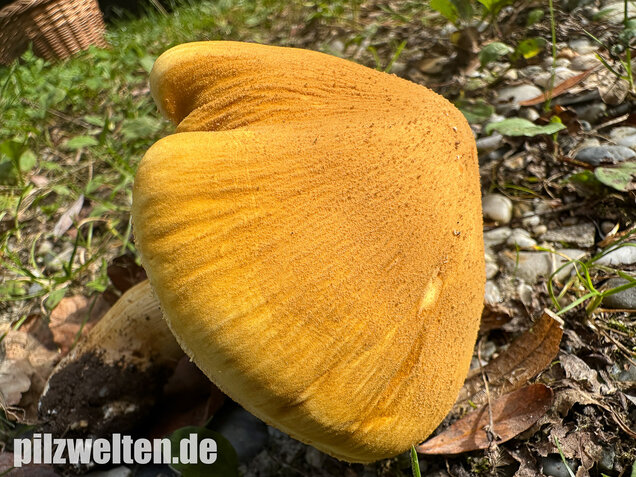 Glimmerschüppling, Phaeolepiota aurea