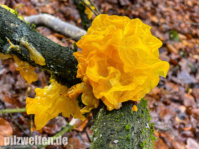 Goldgelber Zitterling, Yellow Brain Fungus, Tremella mesenterica