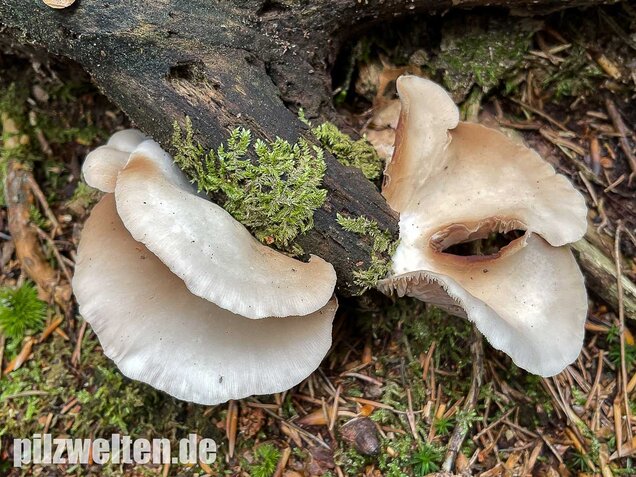 Großes Stummelfüßchen, Crepidotus autochthonus