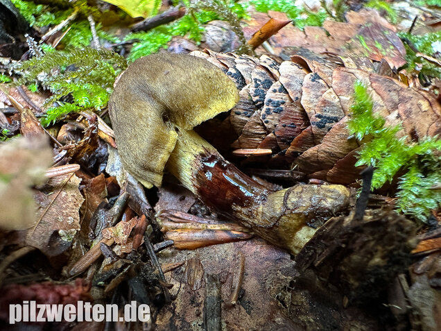 Grünblättriger Hautkopf, Hainbuchenhautkopf, Cortinarius olivaceofuscus