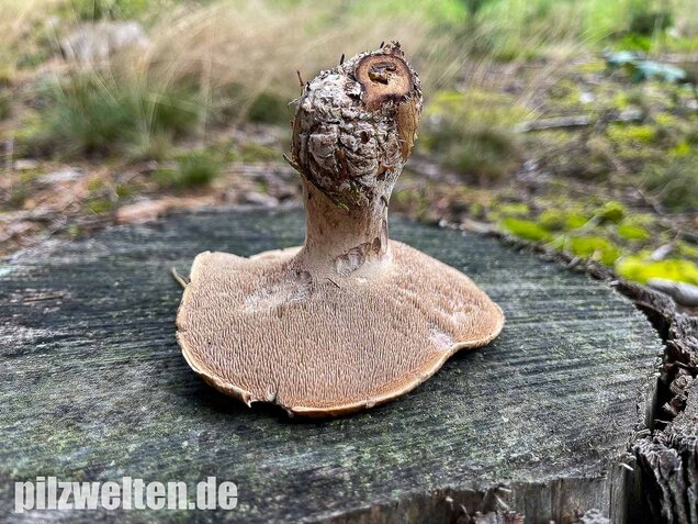 Habichtspilz, Sarcodon imbricatus