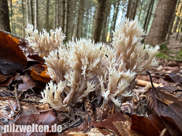 Kammkoralle, Kammförmiger Keulenpilz, Clavulina coralloides