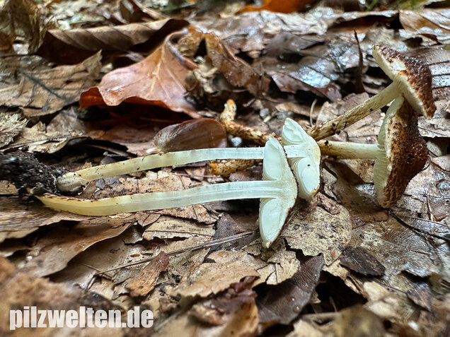 Kastanienbrauner Schirmling, Lepiota castanea
