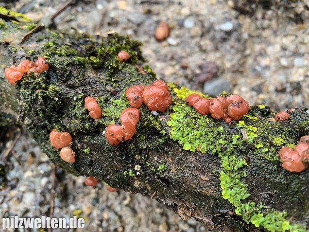 Kirschbaum-Kraterpilz, Craterocolla cerasi