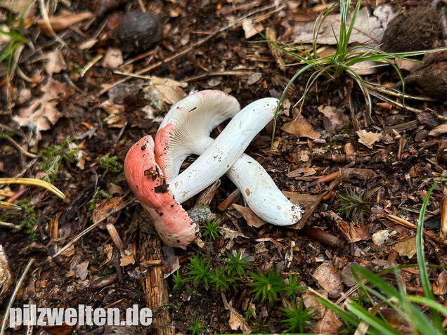 Kleiner Rosatäubling, Russula minutula