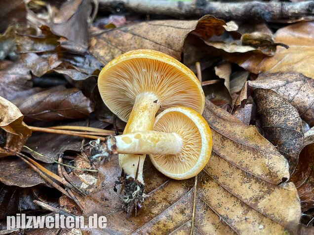 Lärchenmilchling, Lactarius porninsis