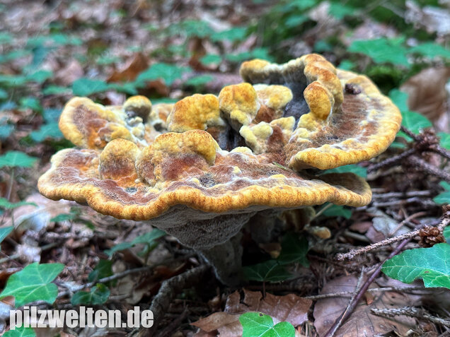 Nadelholzbraunporling, Phaeolus schweinitzii