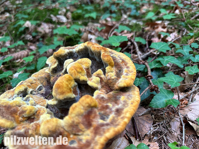 Nadelholzbraunporling, Phaeolus schweinitzii