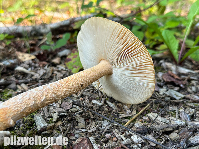 Orangegelber Scheidenstreifling, Amanita crocea