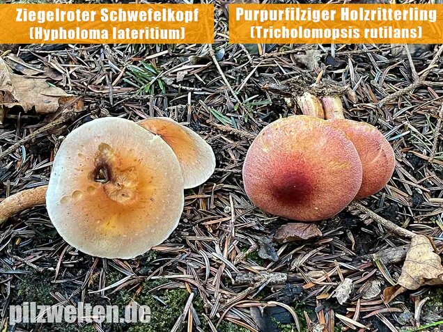 Purpurfilziger Holzritterling, Tricholomopsis rutilans