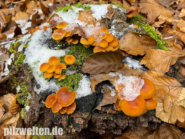 Samtfußrübling, Winterrübling, Flammulina velutipes