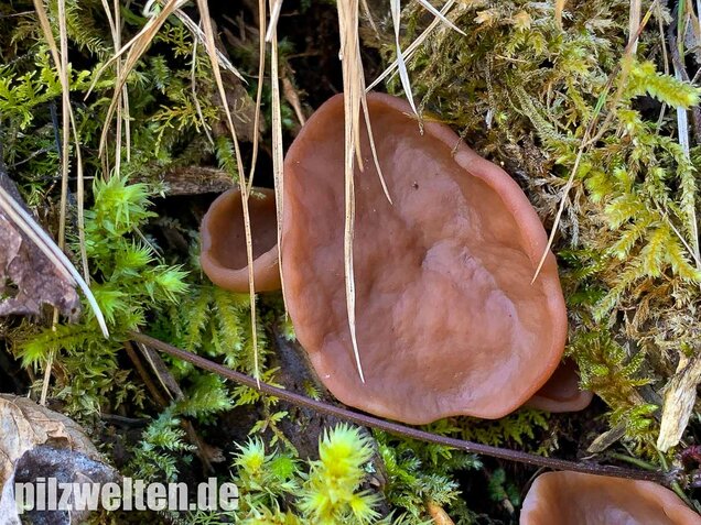 Scheibchenlorchel, Gyromitra ancilis